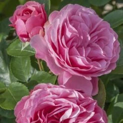 Rosier LEONARDO DA VINCI ® Meideauri 12 Rosier LEONARDO DA VINCI ® Meideauri -Meilland Richardier Soldes 1154 1933 2375 2794 3980a rosier leonardo da vinci meideauri mi t1000