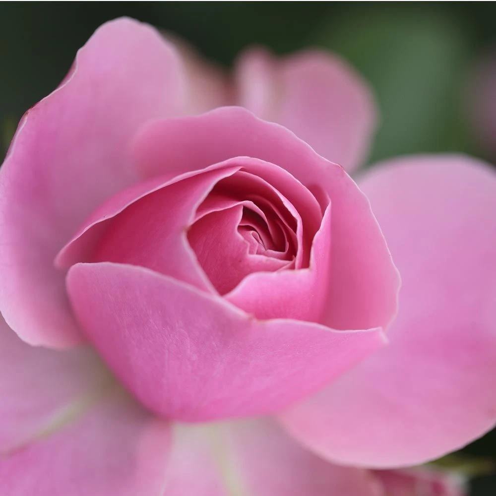 Rosier LEONARDO DA VINCI ® Meideauri 8 Rosier LEONARDO DA VINCI ® Meideauri – Image 6