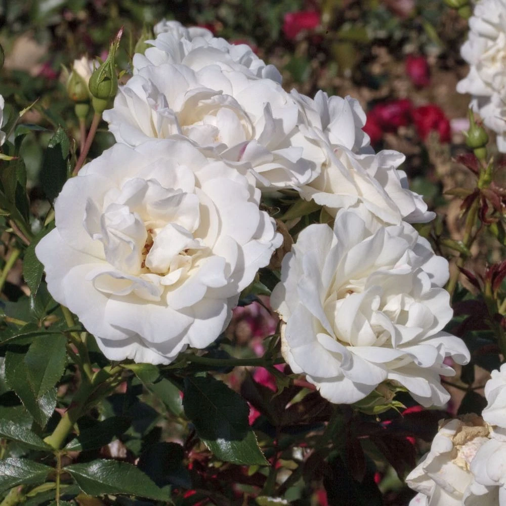 Rosier CARTE BLANCHE ® Meibarum 4 Rosier CARTE BLANCHE ® Meibarum – Image 2