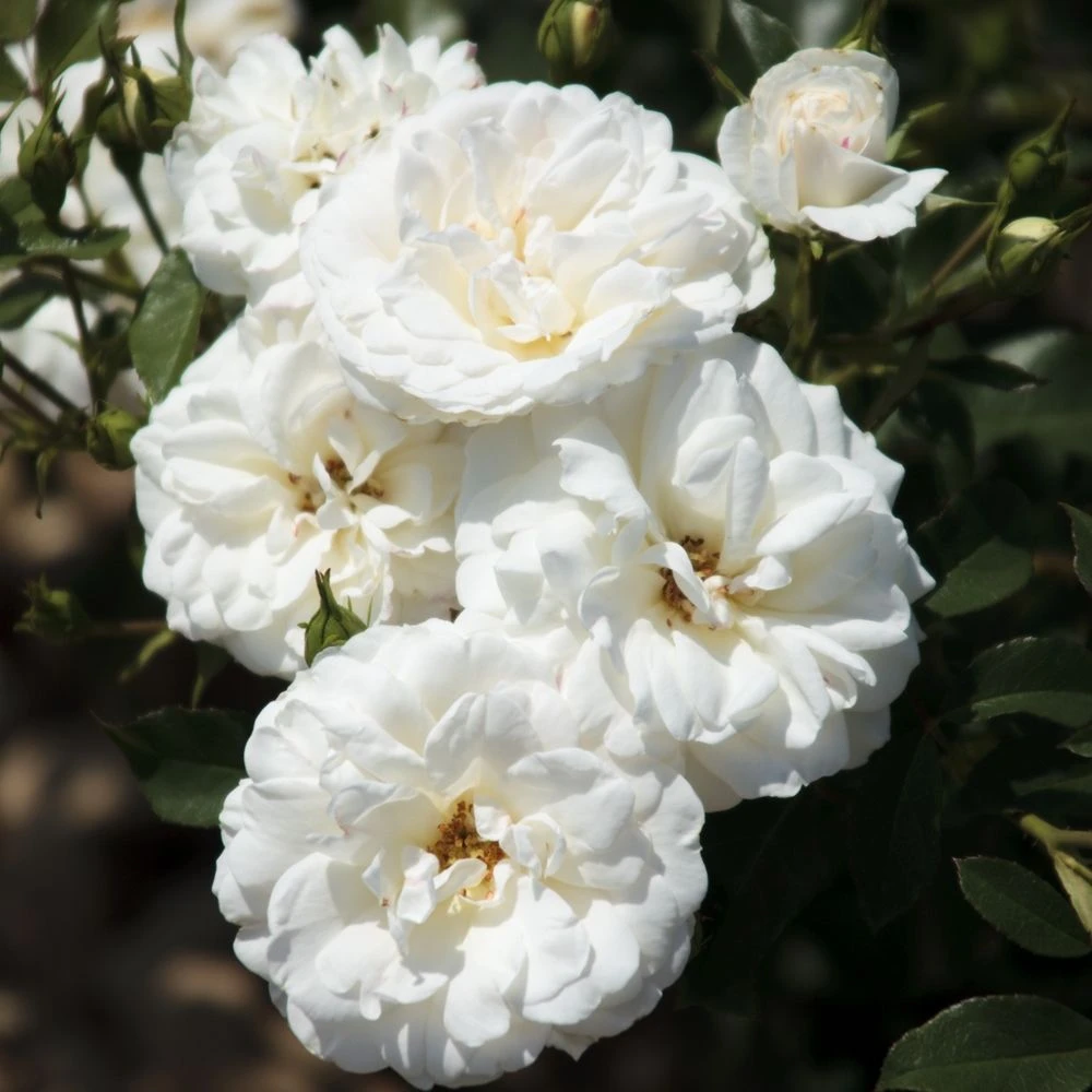 Rosier CARTE BLANCHE ® Meibarum 3 Rosier CARTE BLANCHE ® Meibarum