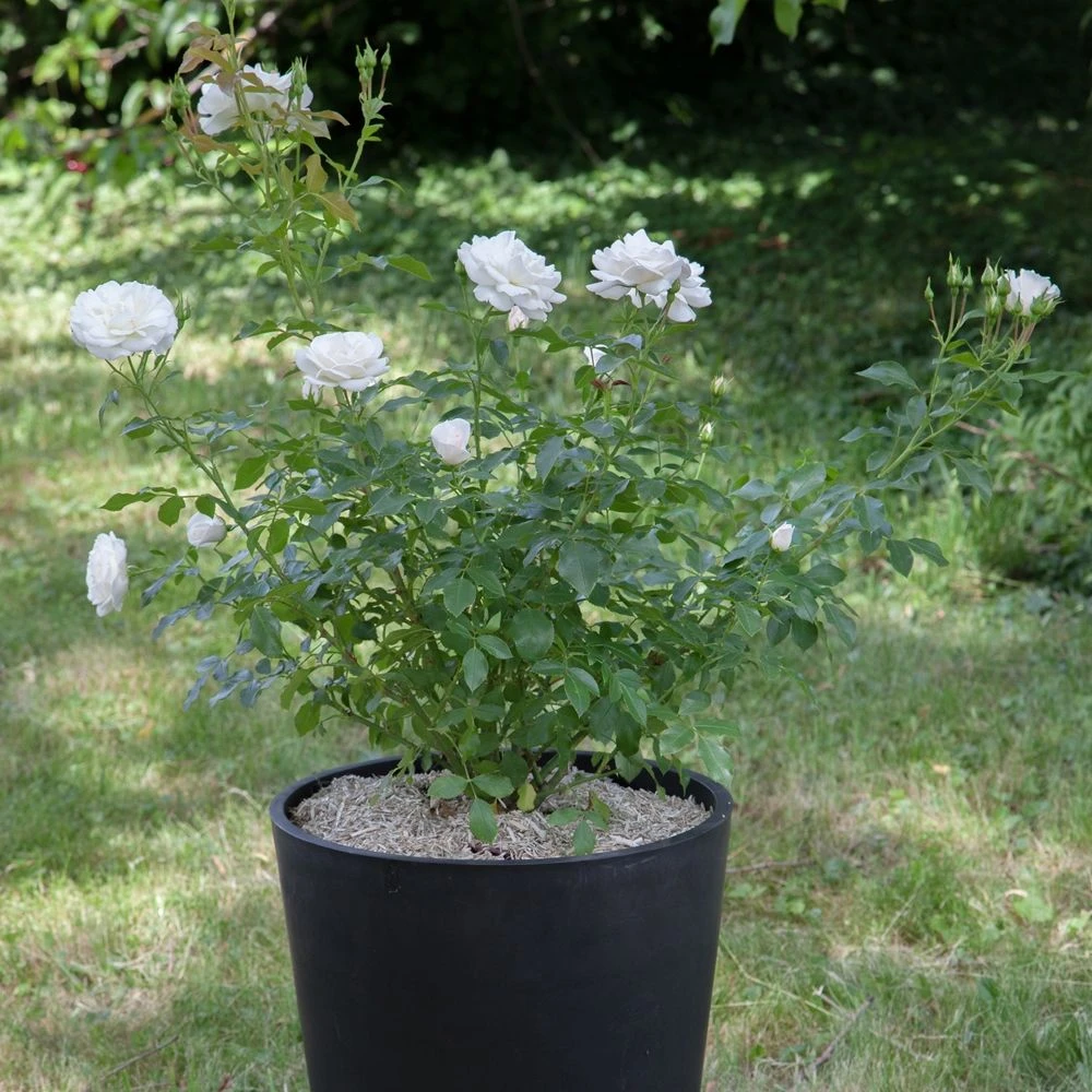 Rosier CARTE BLANCHE ® Meibarum 6 Rosier CARTE BLANCHE ® Meibarum – Image 4