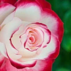 Rosier JUBILE DU PRINCE DE MONACO ® Meisponge 10 Rosier JUBILE DU PRINCE DE MONACO ® Meisponge -Meilland Richardier Soldes 1174 1940g rosier jubile du prince de monaco meisponge t1000