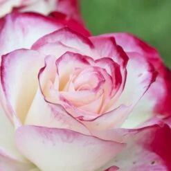 Rosier JUBILE DU PRINCE DE MONACO ® Meisponge 11 Rosier JUBILE DU PRINCE DE MONACO ® Meisponge -Meilland Richardier Soldes 1174 1940i rosier jubile du prince de monaco meisponge t1000