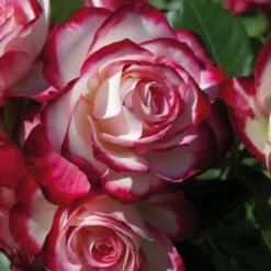 Rosier JUBILE DU PRINCE DE MONACO ® Meisponge 13 Rosier JUBILE DU PRINCE DE MONACO ® Meisponge -Meilland Richardier Soldes 1174 jubile du prince de monaco 3025 taille1000 mi