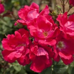 Meilland Richardier Soldes 39 Rosier Demi-tige KNOCK OUT ® Radrazz