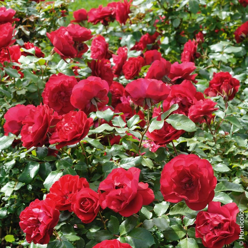 Rosier MONA LISA ® Meilyxir 9 Rosier MONA LISA ® Meilyxir – Image 7