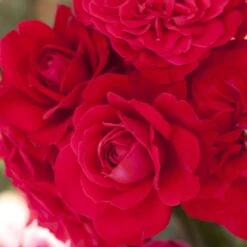 Rosier MONA LISA ® Meilyxir 12 Rosier MONA LISA ® Meilyxir -Meilland Richardier Soldes 1186 rosier mona lisa meilyxir t1000