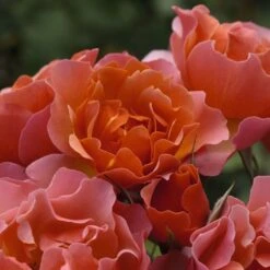 Rosier JEAN COCTEAU ® Meikokan 9 Rosier JEAN COCTEAU ® Meikokan -Meilland Richardier Soldes 1188b rosier jean cocteau meikokan t1000