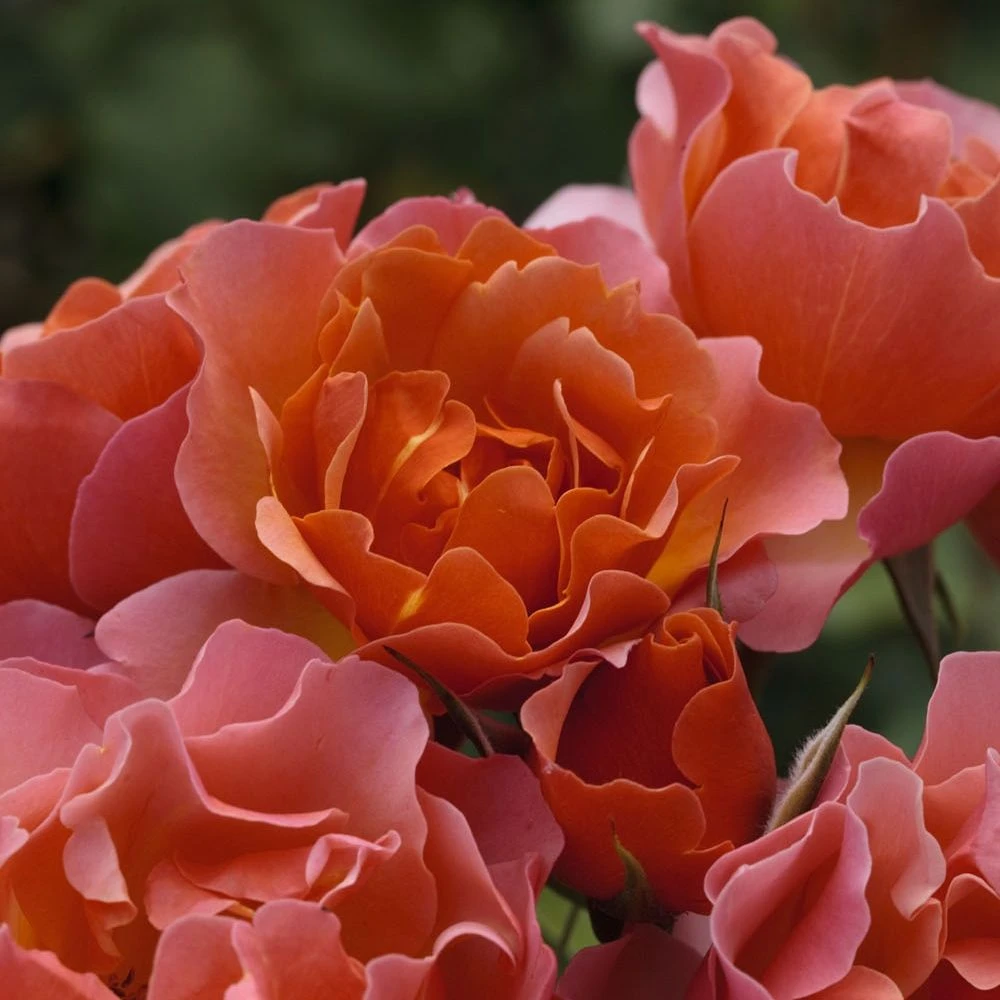 Rosier JEAN COCTEAU ® Meikokan 5 Rosier JEAN COCTEAU ® Meikokan – Image 3