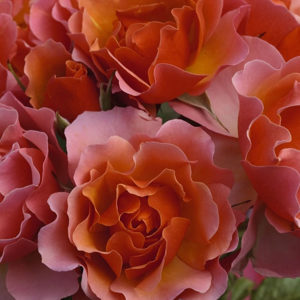 Rosier JEAN COCTEAU ® Meikokan 6 Rosier JEAN COCTEAU ® Meikokan – Image 4