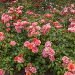 Rosier JEAN COCTEAU ® Meikokan 11 Rosier JEAN COCTEAU ® Meikokan -Meilland Richardier Soldes 1188d rosier jean cocteau meikokan t1000