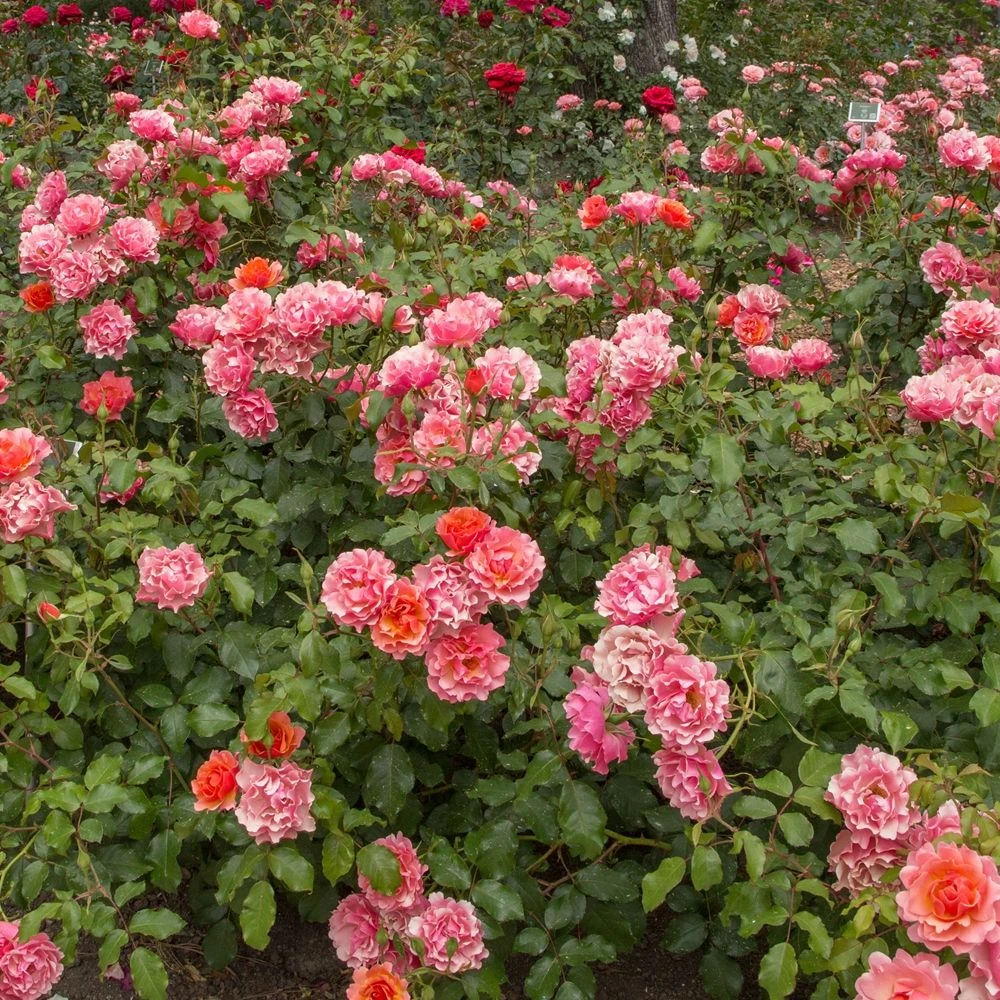 Rosier JEAN COCTEAU ® Meikokan 7 Rosier JEAN COCTEAU ® Meikokan – Image 5