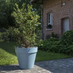 Baies De Mai FRUITY BERRY ® Gamme FRUITALITY ® -Meilland Richardier Soldes 11 fruity berry verdia s.jarry 1000