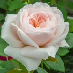 Rosier Grimpant SABRINA ® Meiptorius 12 Rosier Grimpant SABRINA ® Meiptorius -Meilland Richardier Soldes 1200 1959a rosier grimpant sabrina meiptorius hd t1000