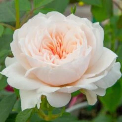 Rosier Grimpant SABRINA ® Meiptorius 11 Rosier Grimpant SABRINA ® Meiptorius -Meilland Richardier Soldes 1200 1959b rosier grimpant sabrina meiptorius hd t1000