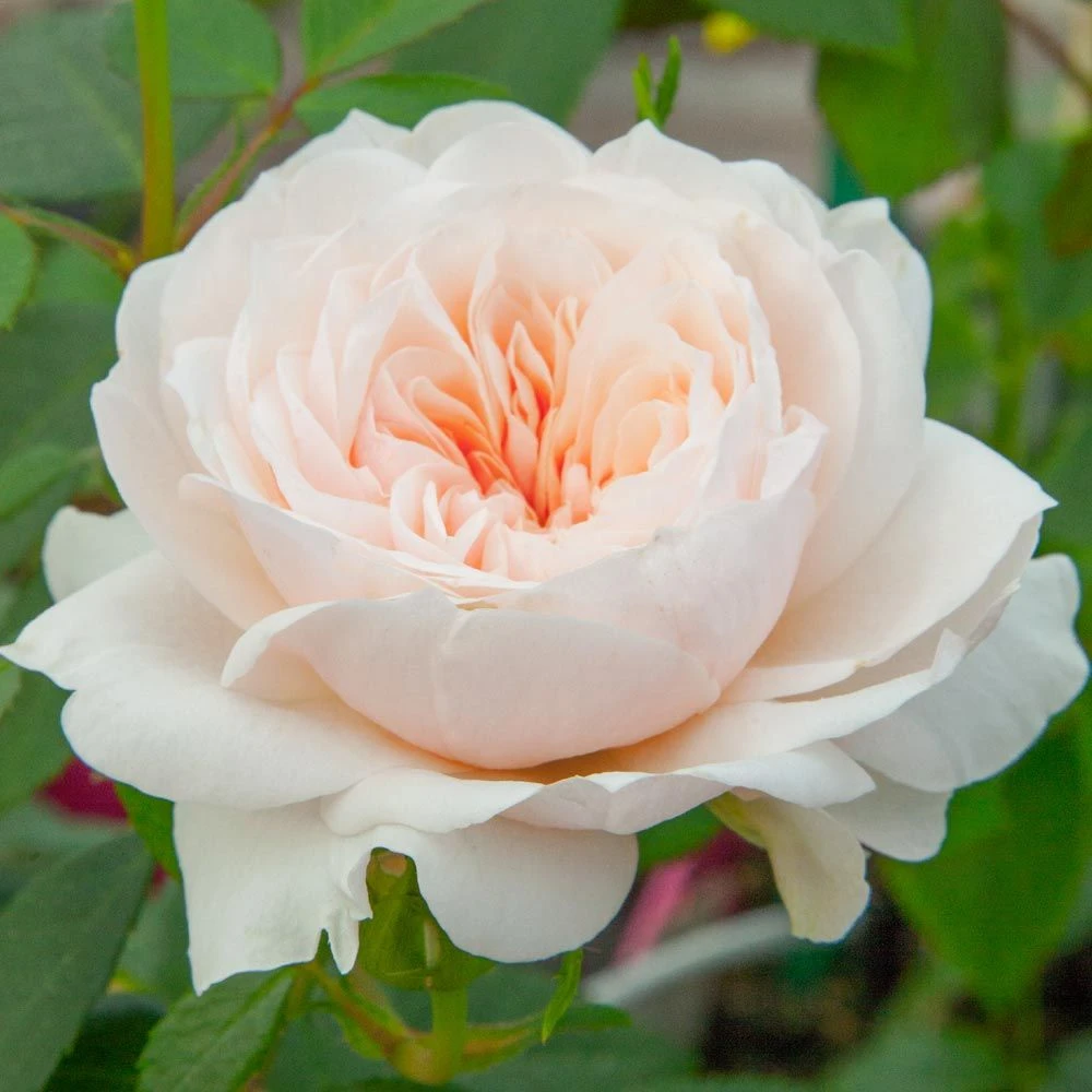 Rosier Grimpant SABRINA ® Meiptorius 4 Rosier Grimpant SABRINA ® Meiptorius – Image 2