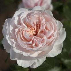 Rosier Grimpant SABRINA ® Meiptorius 17 Rosier Grimpant SABRINA ® Meiptorius -Meilland Richardier Soldes 1200 1959c rosier grimpant sabrina meiptorius hd t1000