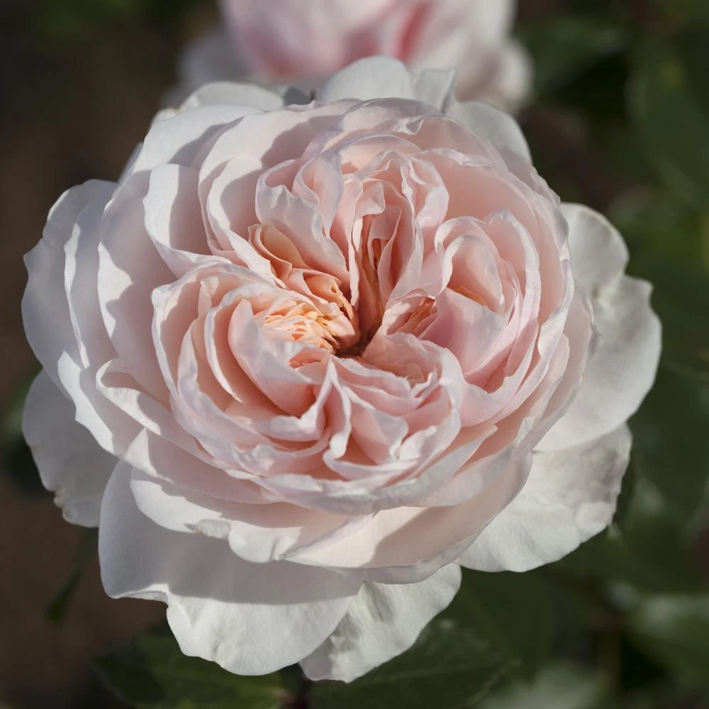 Rosier Grimpant SABRINA ® Meiptorius 10 Rosier Grimpant SABRINA ® Meiptorius – Image 8