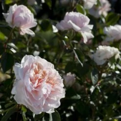 Rosier Grimpant SABRINA ® Meiptorius 16 Rosier Grimpant SABRINA ® Meiptorius -Meilland Richardier Soldes 1200 1959d rosier grimpant sabrina meiptorius hd t1000