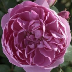 Rosier Grimpant ALLEGRO ® II Meileodevin 15 Rosier Grimpant ALLEGRO ® II Meileodevin -Meilland Richardier Soldes 1205 2973a rosier grimpant allegro ii meileodevin t1000