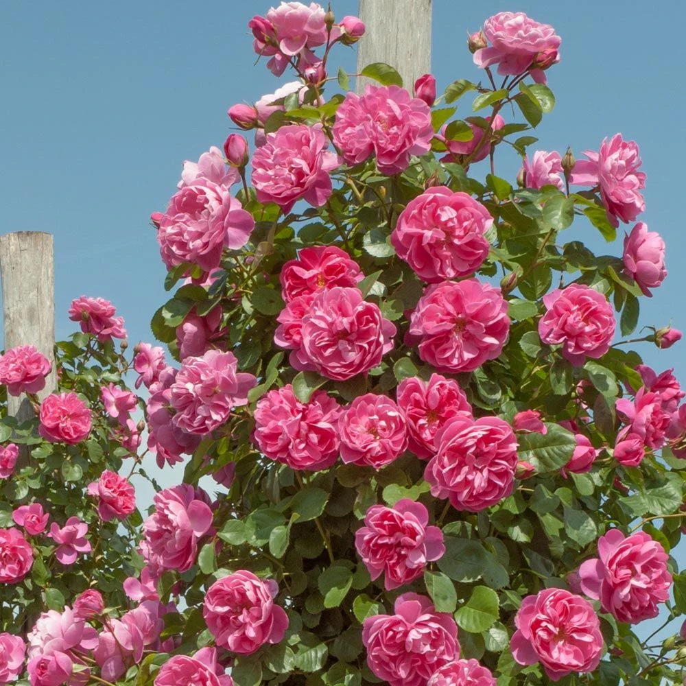 Rosier Grimpant ALLEGRO ® II Meileodevin 12 Rosier Grimpant ALLEGRO ® II Meileodevin – Image 10