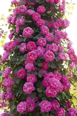 Rosier Grimpant ALLEGRO ® II Meileodevin 19 Rosier Grimpant ALLEGRO ® II Meileodevin -Meilland Richardier Soldes 1205b rosier gpt allegro meileodevin hd