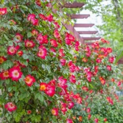 Meilland Richardier Soldes 19 Rosier Grimpant COCKTAIL ® Meimick