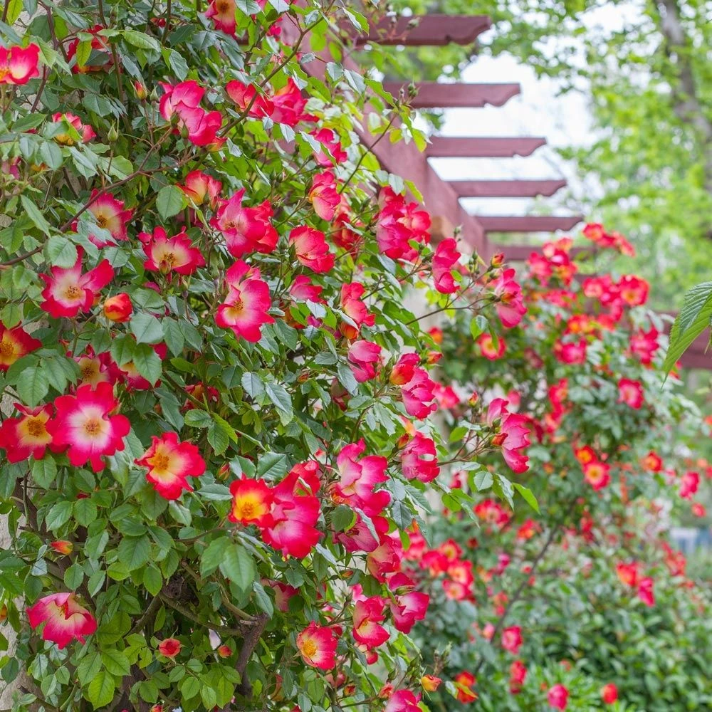 Rosier Grimpant COCKTAIL ® Meimick 3 Rosier Grimpant COCKTAIL ® Meimick