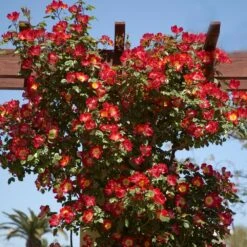 Rosier Grimpant COCKTAIL ® Meimick 8 Rosier Grimpant COCKTAIL ® Meimick -Meilland Richardier Soldes 1212 rosier gpt cocktail meimick mm t1000