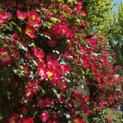 Meilland Richardier Soldes -Meilland Richardier Soldes 1212a 1212 rosier gpt cocktail meimick t1000