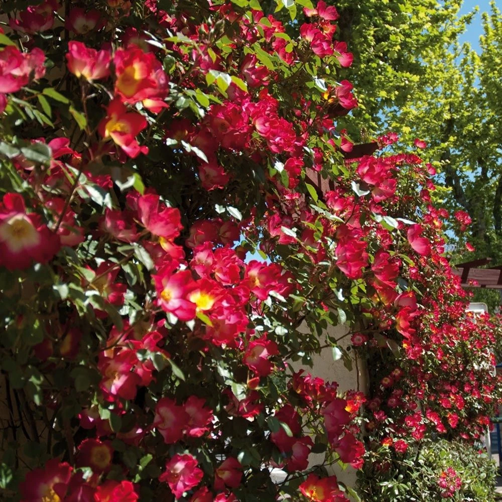 Rosier Grimpant COCKTAIL ® Meimick 4 Rosier Grimpant COCKTAIL ® Meimick – Image 2