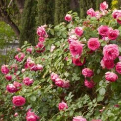 Rosier Grimpant Cyclamen PIERRE DE RONSARD ® Margaret Mae 10 Rosier Grimpant Cyclamen PIERRE DE RONSARD ® Margaret Mae -Meilland Richardier Soldes 1215 1960a rosier gpt cyclamen pierre de ronsard margaret mae mi t1000