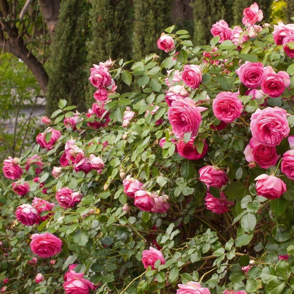 Rosier Grimpant Cyclamen PIERRE DE RONSARD ® Margaret Mae 4 Rosier Grimpant Cyclamen PIERRE DE RONSARD ® Margaret Mae – Image 2