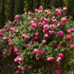 Rosier Grimpant Cyclamen PIERRE DE RONSARD ® Margaret Mae 12 Rosier Grimpant Cyclamen PIERRE DE RONSARD ® Margaret Mae -Meilland Richardier Soldes 1215 1960b rosier gpt cyclamen pierre de ronsard margaret mae mm t1000