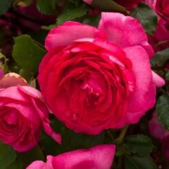 Rosier Grimpant Cyclamen PIERRE DE RONSARD ® Margaret Mae 14 Rosier Grimpant Cyclamen PIERRE DE RONSARD ® Margaret Mae -Meilland Richardier Soldes 1215 1960d rosier gpt cyclamen pierre de ronsard margaret mae mm t1000