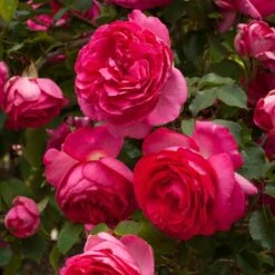 Rosier Grimpant Cyclamen PIERRE DE RONSARD ® Margaret Mae 15 Rosier Grimpant Cyclamen PIERRE DE RONSARD ® Margaret Mae -Meilland Richardier Soldes 1215 1960e rosier gpt cyclamen pierre de ronsard margaret mae mm t1000