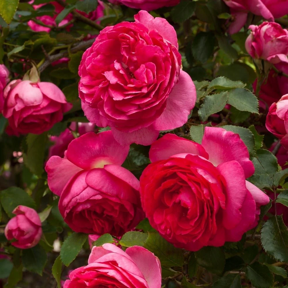 Rosier Grimpant Cyclamen PIERRE DE RONSARD ® Margaret Mae 9 Rosier Grimpant Cyclamen PIERRE DE RONSARD ® Margaret Mae – Image 7