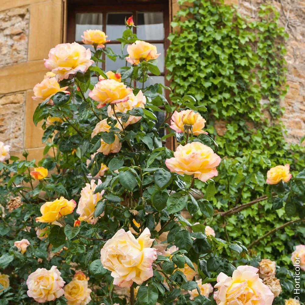 Rosier Grimpant Mme A. Meilland 4 Rosier Grimpant Mme A. Meilland – Image 2