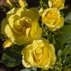 Rosier Grimpant HAPPINESS ® Meilaclost 10 Rosier Grimpant HAPPINESS ® Meilaclost -Meilland Richardier Soldes 1218 1963 rosier grimpant happiness meilaclost mm t1000 1