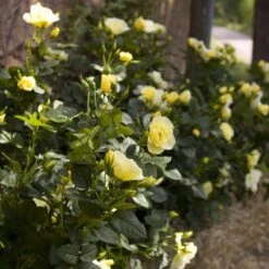 Rosier Grimpant HAPPINESS ® Meilaclost 8 Rosier Grimpant HAPPINESS ® Meilaclost -Meilland Richardier Soldes 1218 1963a rosier gpt happiness meilaclost mm t1000