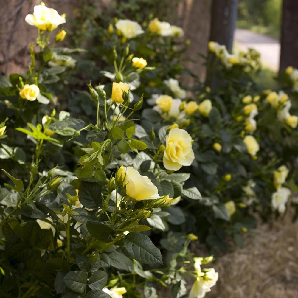 Rosier Grimpant HAPPINESS ® Meilaclost 4 Rosier Grimpant HAPPINESS ® Meilaclost – Image 2