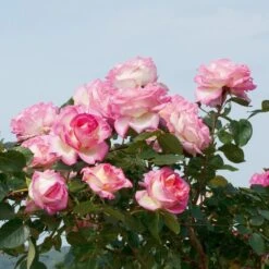 Rosier Grimpant PRINCESSE DE MONACO ® Meibergamu 7 Rosier Grimpant PRINCESSE DE MONACO ® Meibergamu -Meilland Richardier Soldes 1219 2976 rosier grimpant princesse de monaco meibergamu mi t1000