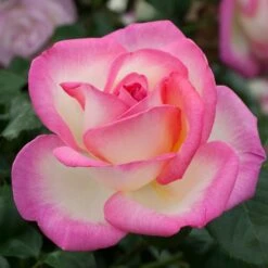 Rosier Grimpant PRINCESSE DE MONACO ® Meibergamu 8 Rosier Grimpant PRINCESSE DE MONACO ® Meibergamu -Meilland Richardier Soldes 1219 2976b rosier grimpant princesse de monaco meibergamu mi t1000