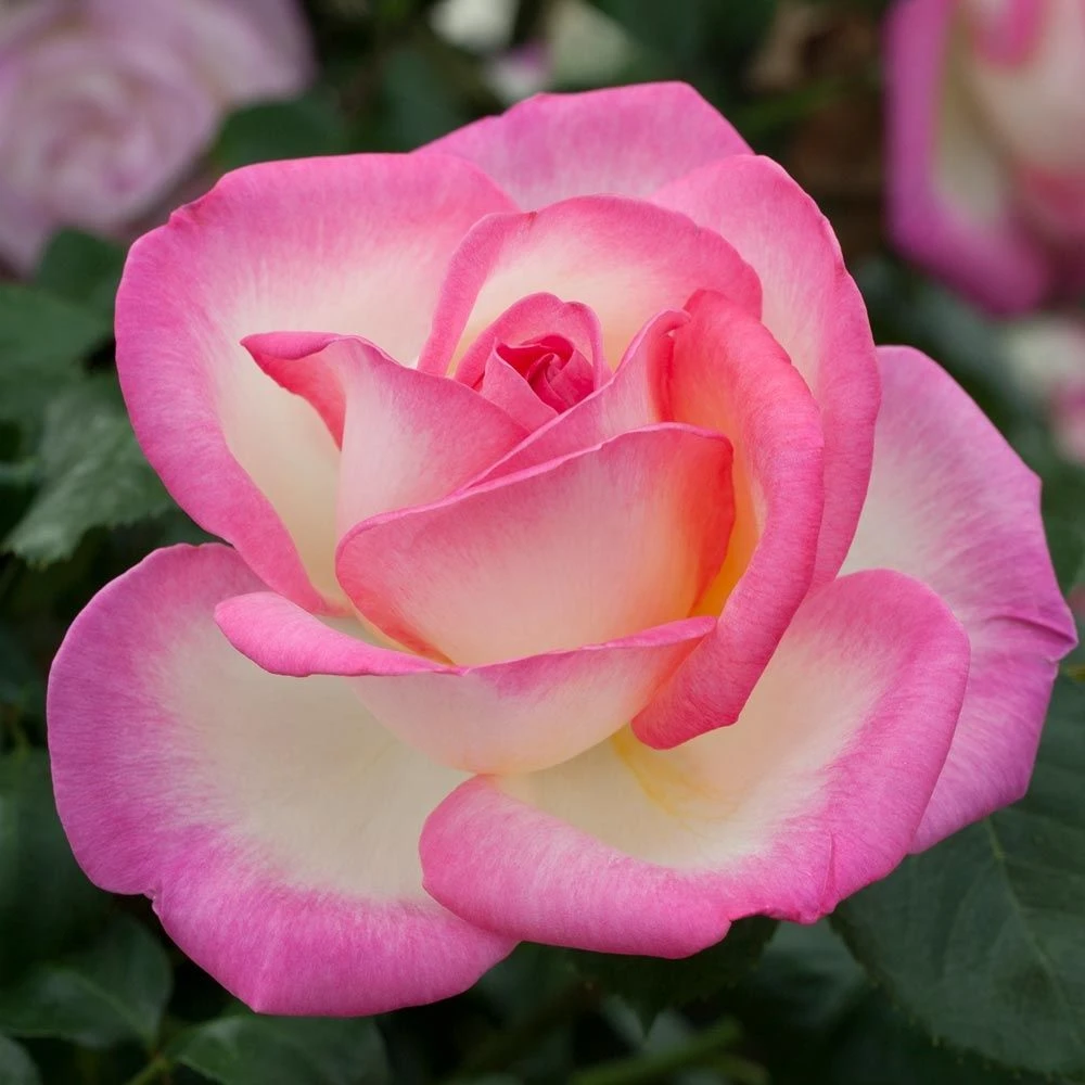 Rosier Grimpant PRINCESSE DE MONACO ® Meibergamu 5 Rosier Grimpant PRINCESSE DE MONACO ® Meibergamu – Image 3