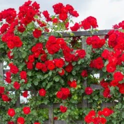 Rosier Grimpant LA SEVILLANA ® Meige-kanusar 6 Rosier Grimpant LA SEVILLANA ® Meige-kanusar -Meilland Richardier Soldes 1221 1967a rosier gpt la sevillana meige kanusar mi hd t1000