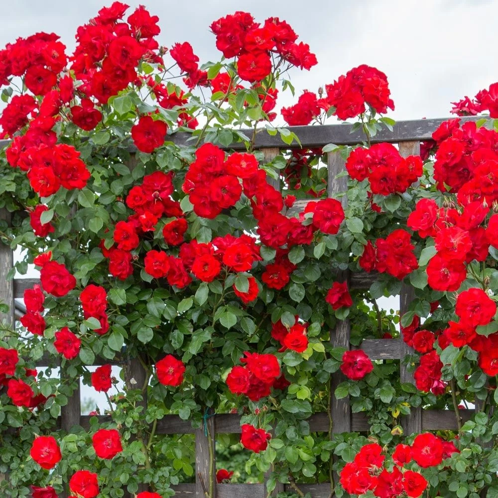 Rosier Grimpant LA SEVILLANA ® Meige-kanusar 4 Rosier Grimpant LA SEVILLANA ® Meige-kanusar – Image 2