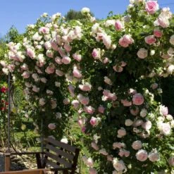 Rosier Grimpant PIERRE DE RONSARD ® Meiviolin 10 Rosier Grimpant PIERRE DE RONSARD ® Meiviolin -Meilland Richardier Soldes 1225 meiviolin 11 2092 t1000