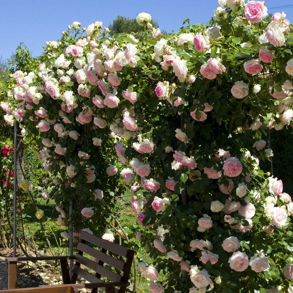 Rosier Grimpant PIERRE DE RONSARD ® Meiviolin 5 Rosier Grimpant PIERRE DE RONSARD ® Meiviolin – Image 3