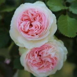 Rosier Grimpant PIERRE DE RONSARD ® Meiviolin 11 Rosier Grimpant PIERRE DE RONSARD ® Meiviolin -Meilland Richardier Soldes 1225 meiviolin pierre de ronsard 11 t1000