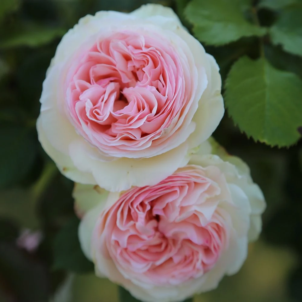 Rosier Grimpant PIERRE DE RONSARD ® Meiviolin 6 Rosier Grimpant PIERRE DE RONSARD ® Meiviolin – Image 4